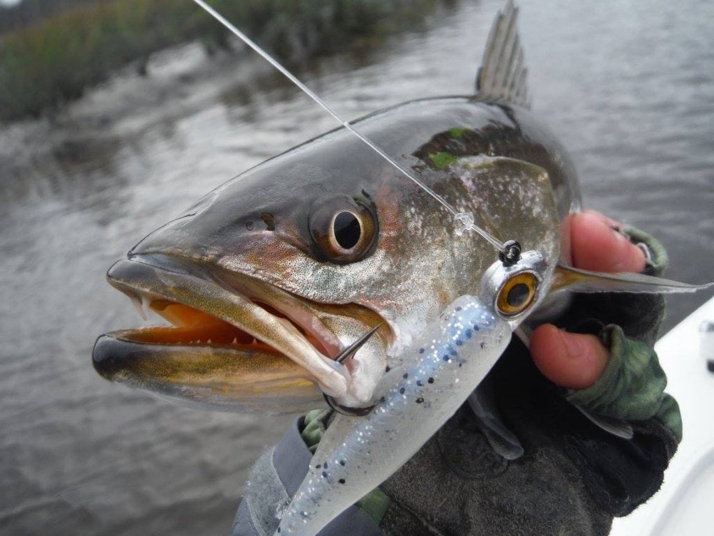 fish with artificial lure in it's mouth