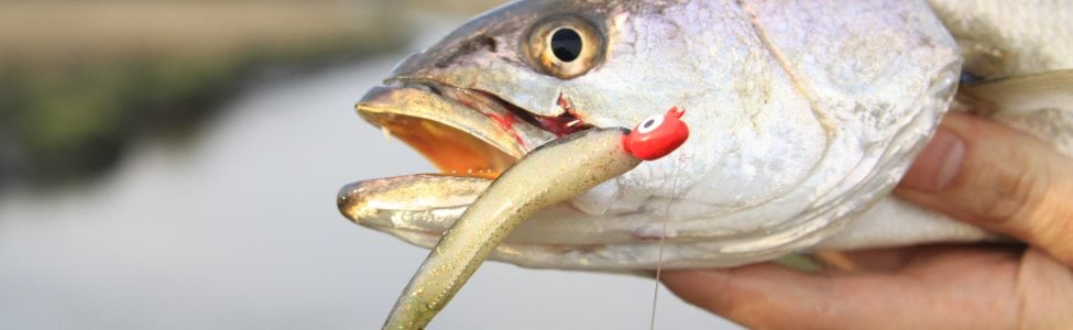 Fish with artificial lure in it's mouth